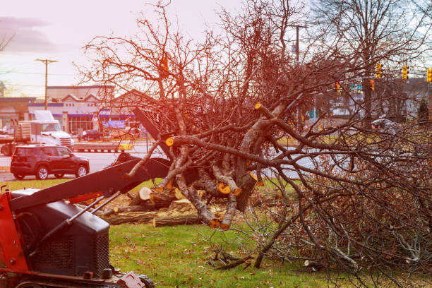 Professional Tree Care in Whitefish Bay, WI