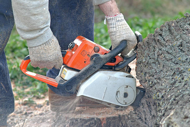 How Our Tree Care Process Works  in  Whitefish Bay, WI