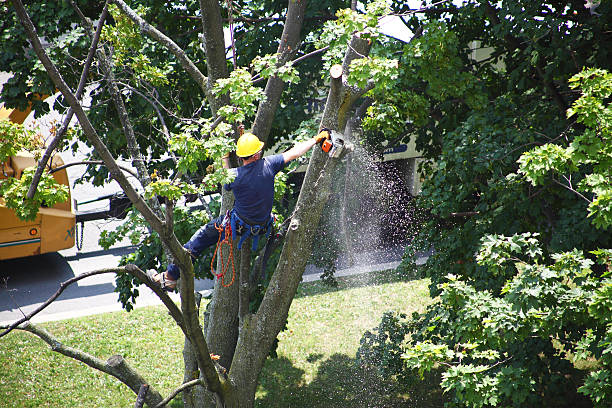 Reliable Whitefish Bay, WI Tree Care Solutions